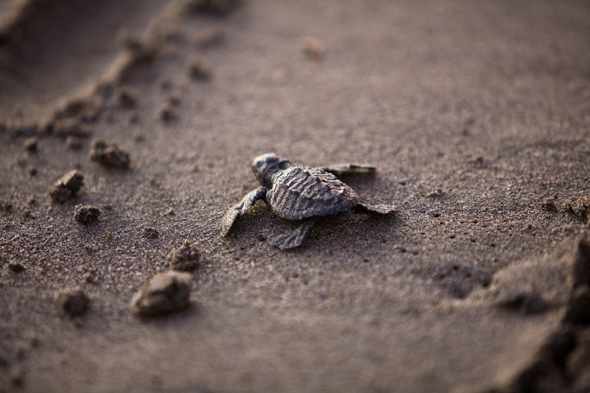 gerade geschlüpfte unechte karettschildkröte auf dem Sand