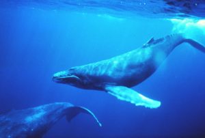 zwei Buckelwale knapp unter der Wasseroberfläche in Singposition