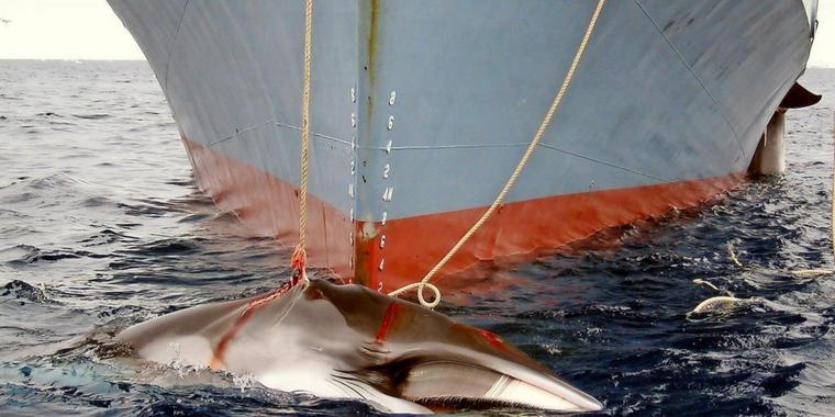 Antrag-auf-kommerziellen-Walfang-gescheitert_big_teaser_article
