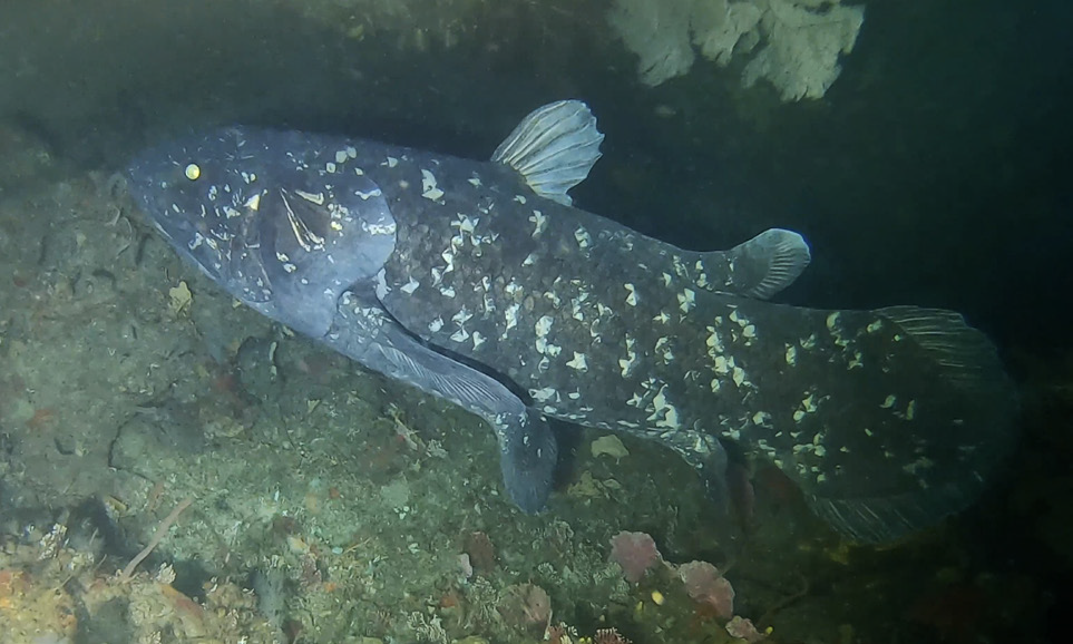 Quastenflossern: dunkel gefärbter Fisch mit hellen Punkten in dunkler See über dem Meeresboden