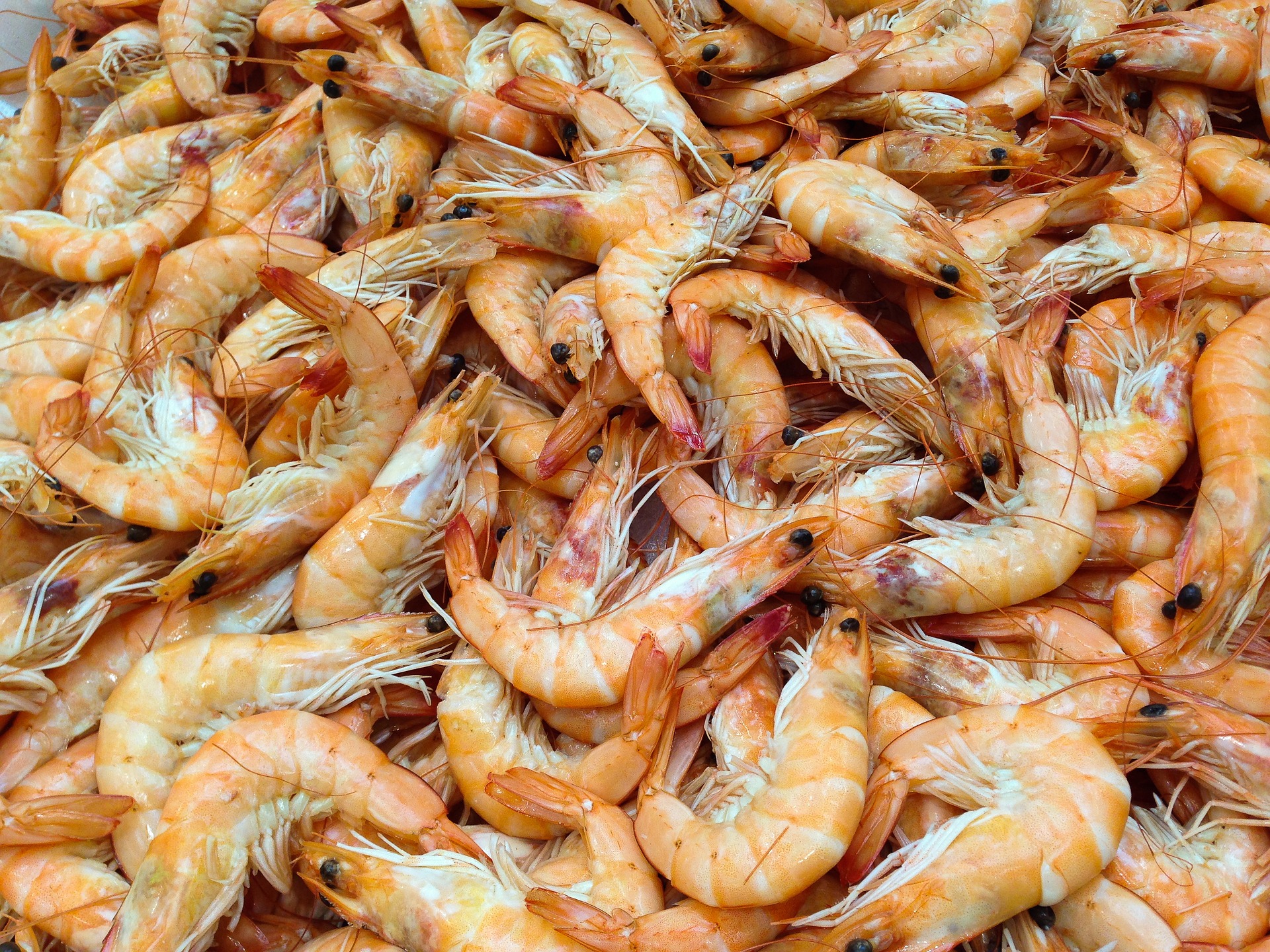 ungeschälte blasse shrimps auf einem Haufen