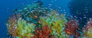 Korallenriff an der Vogelkopf Halbinsel. Viele Sardienen und andere Fische schwimmen durch und über die bunten Korallen