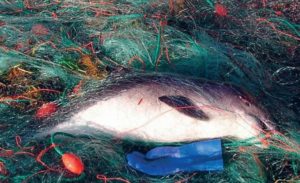 Ein toter Delfin liegt verheddert in einem Fischernetz