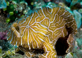 Psychedelic_frogfish_08Am7A1b