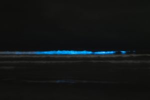 Nachtansicht von sich am Strand brechender Welle, die durch Lingulodinium polyedrum blau leuchtet