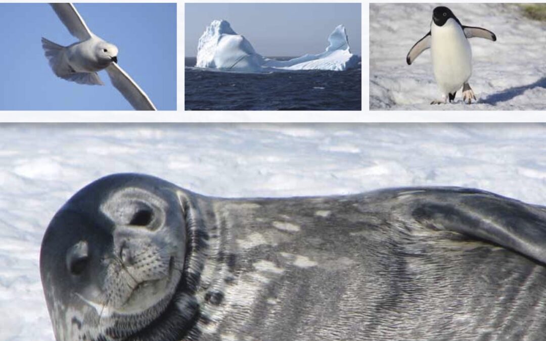 antarctic-ocean-alliance-antarctic-ocean-legacy-towards-protection-of-the-weddell-sea-region