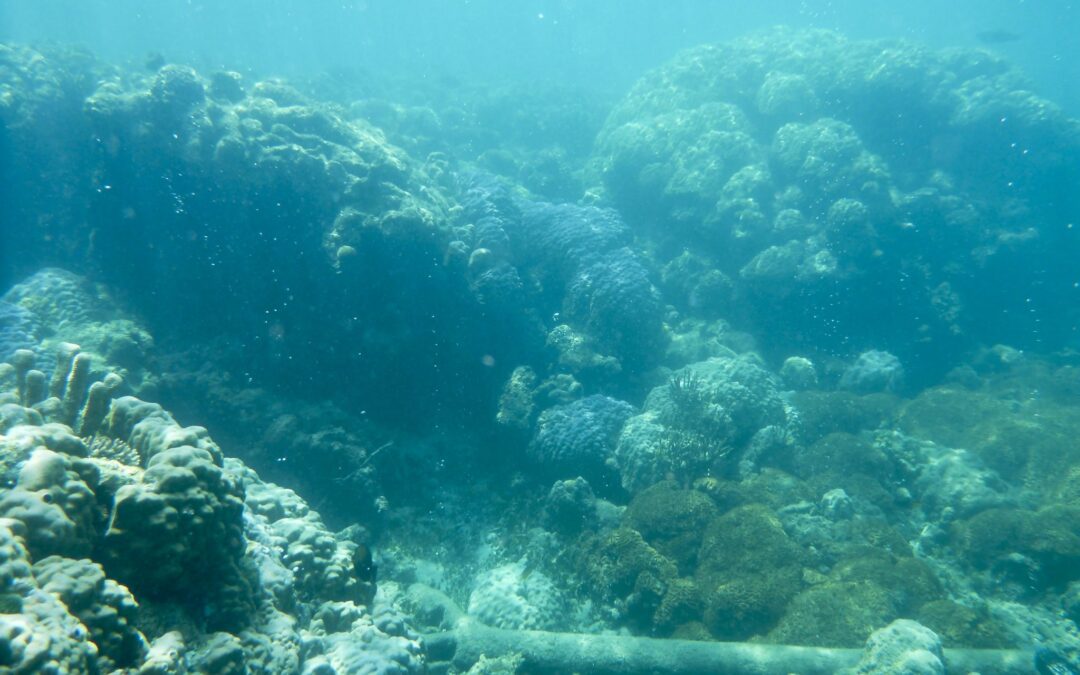 Ein von Ozeanversauerung betroffenes tropisches Korallenriff