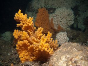 Verschiedene Kaltwasserkorallen in orange, rot und in Brauntönen wachsen am Meeresgrund