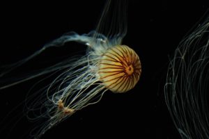 Eine orangene Qualle schwimmt durch die Tiefsee