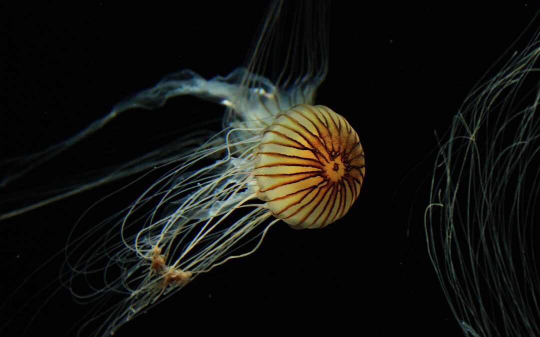 jellyfish_qualle_tiefsee_republica_pixabay