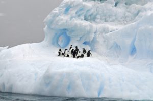 Auf einer Eisfläche im Wasser ist eine Pinguingruppe