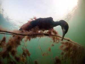 Ein toter Kormoran hängt unter Wasser in einem, von Algen bewachsenen, Netz