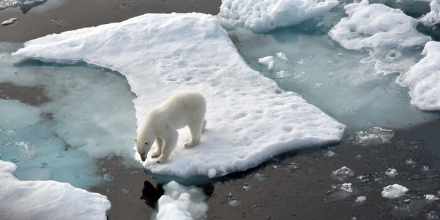Eisbär im Nordpolarmeer