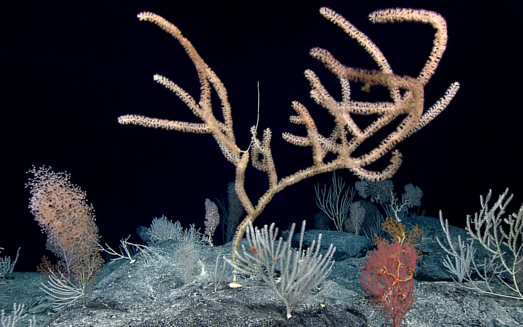 Deep-Sea Symphony: Exploring the Musicians Seamounts
