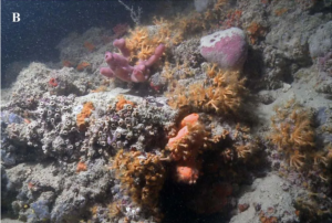 graues korallenriff mit lila-pinken und orangenen Sprenkeln