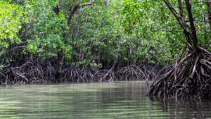 Links und rechts des Flusses stehen viele Mangroven