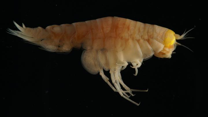 Hirondellea gigas, an amphipod collected from the Mariana Trench