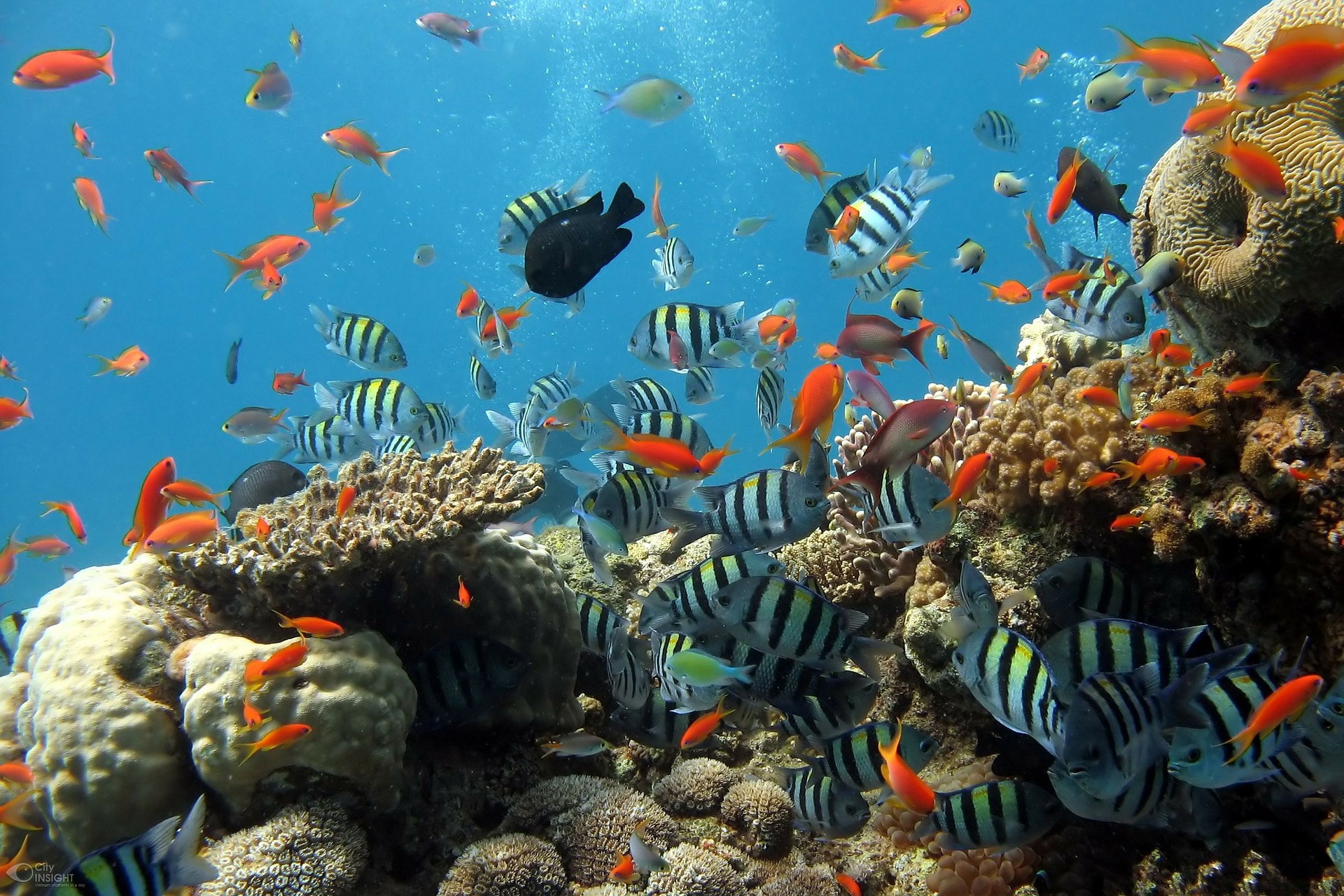 Ein Korallenriff mit vielen kleinen bunten Fischen