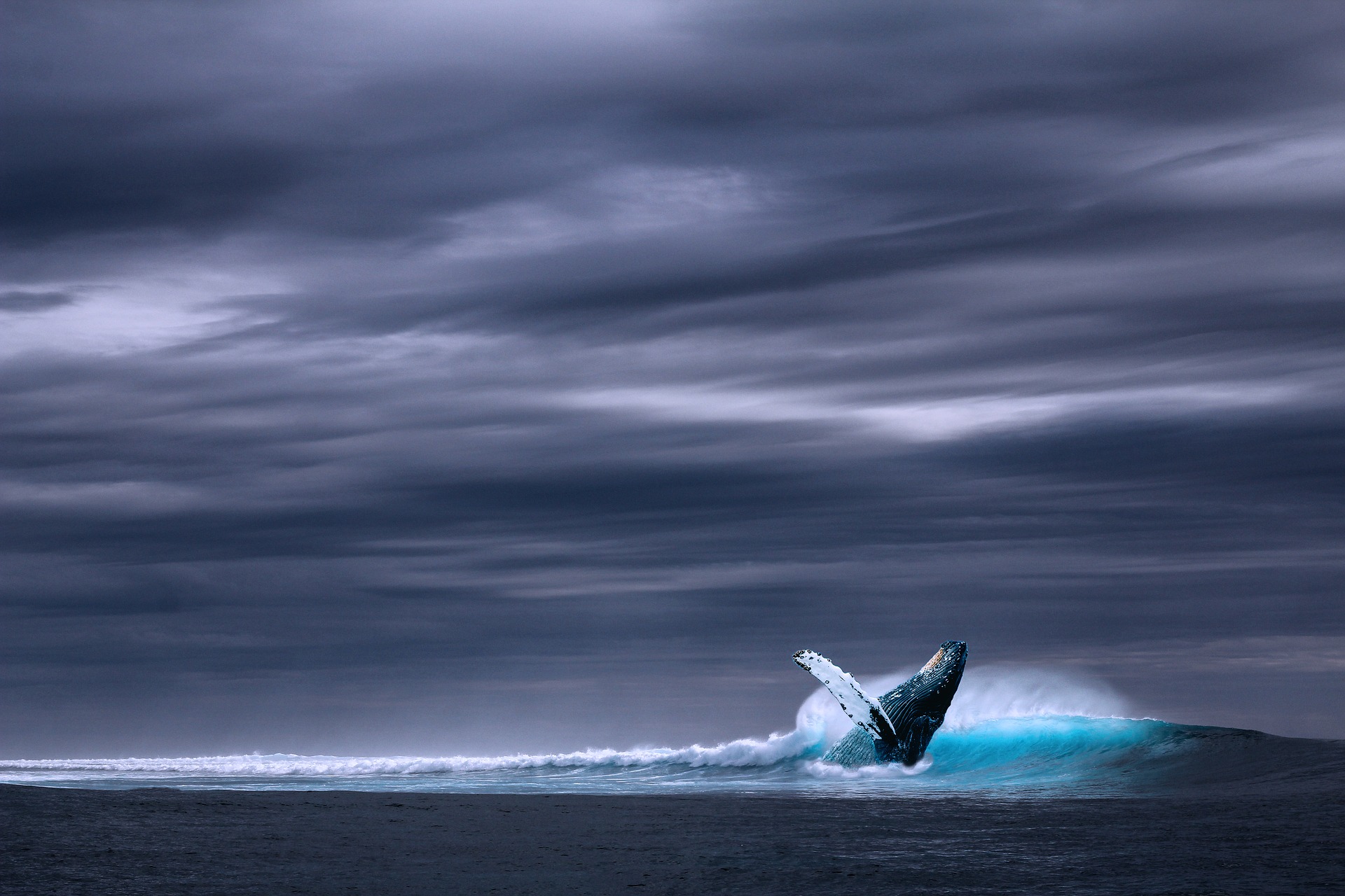 Ein Wal wirft sich mit dem Rücken nach vorne ins Wasser, der Himmel ist dunkel und bewölkt