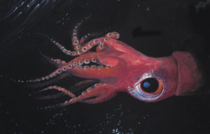 Zeichnung eines Riesenkalmares in der Tiefsee. Dieser erscheint bunt und rot, während der Hintergrund komplett schwarz und dunkel ist