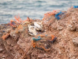 Ein toter Albatros liegt auf einem Fels auf Helgoland, umgeben von Netzen.