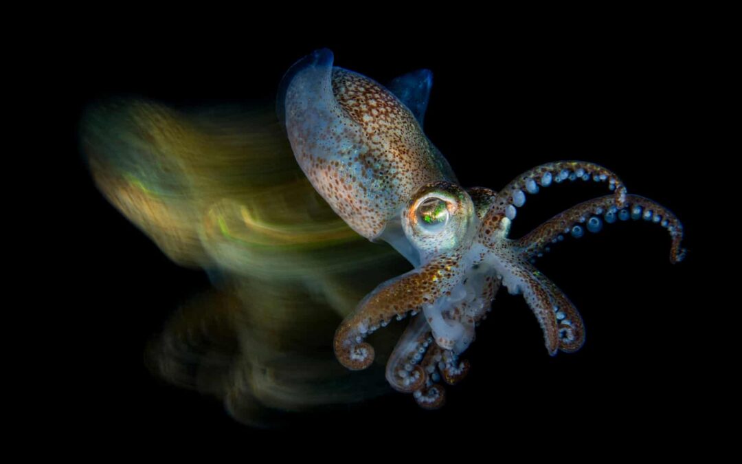 cuttlefish_sepiola