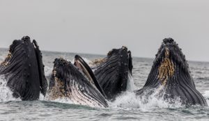Vier Buckelwale tauchen mit dem Gesicht aus dem Wasser auf