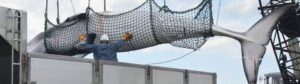 Ein getöteter Wal wird mit einem Netz auf das Fischerboot