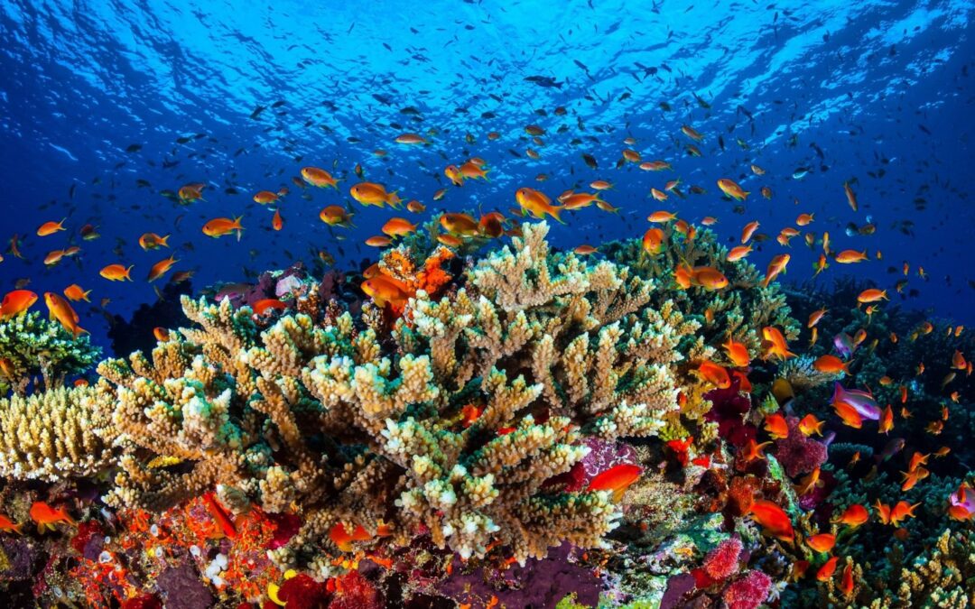 Great_Barrier_reef_corals_and_fish