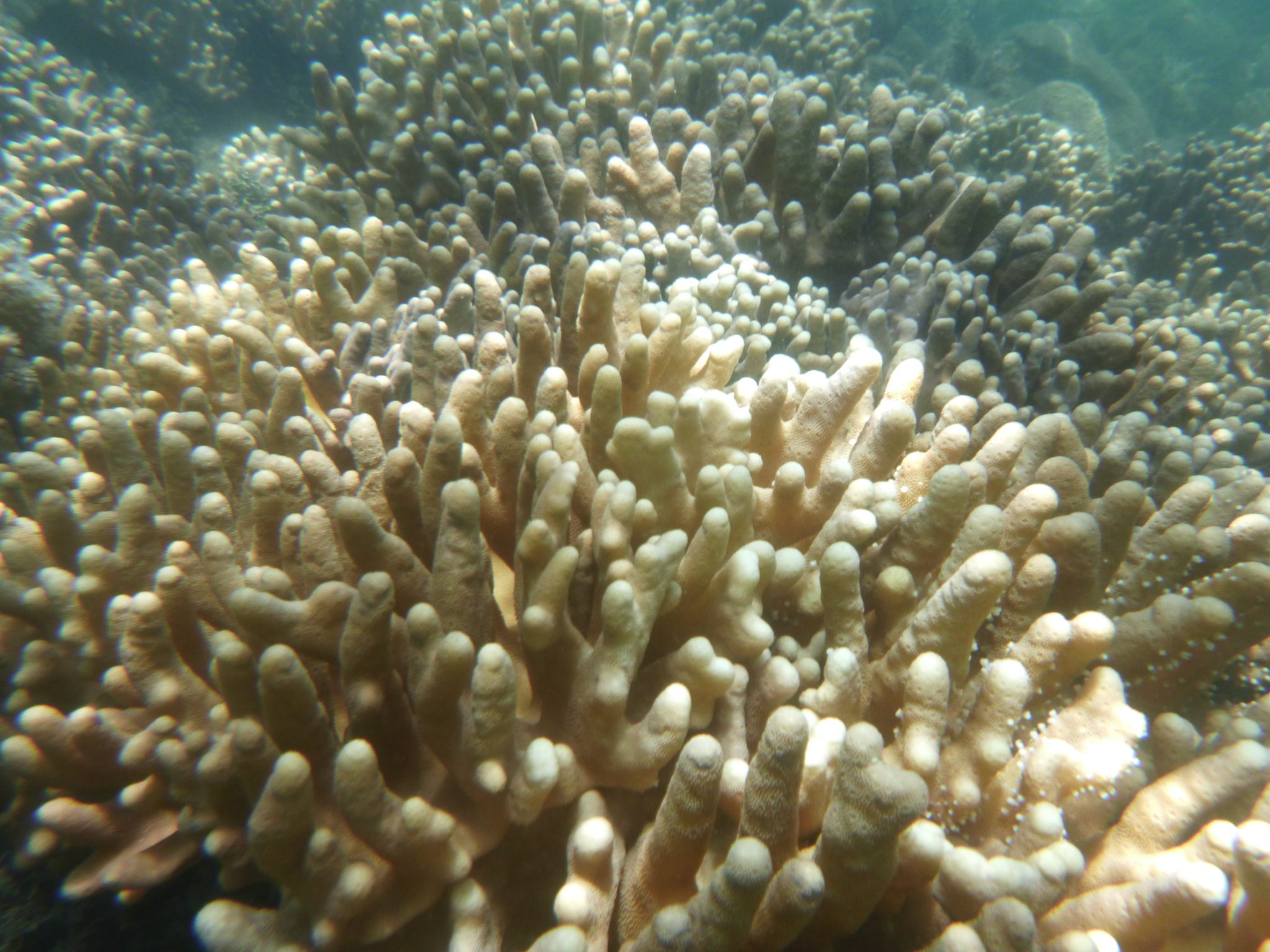 Mehrere gebleichte Korallen, die ihre Farbe verloren haben