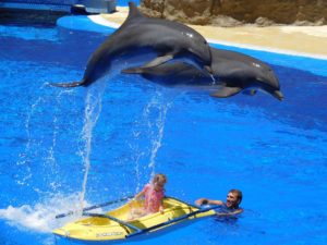 Zwei Delfine springen in Delfinarium über einen Mann mit Kind im Becken