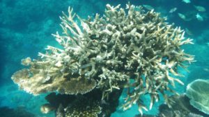 Das Bild zeigt einen ausgeblichenen Korallebstock. Im bläulich schimmernden Hintergrund sind
