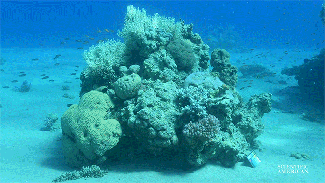 Ein GIF (bewegtes Bild) vieler Korallen. Erst hat alles einen blauen Farbschimmer, wie man es unter Wasser beim Tauchen sehen würde, doch dann ändern sich die Farben, sodass alles viel bunter wird. So würden die Korallen ohne das Wasser aussehen. Am Meeresgrund liegt außerdem eine kleine Tafel, auf der verschiedene Farben abgedruckt sind.
