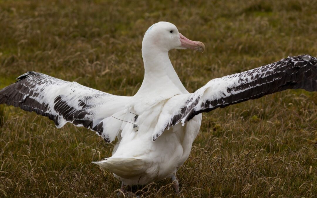Albatrosse_als_Spione