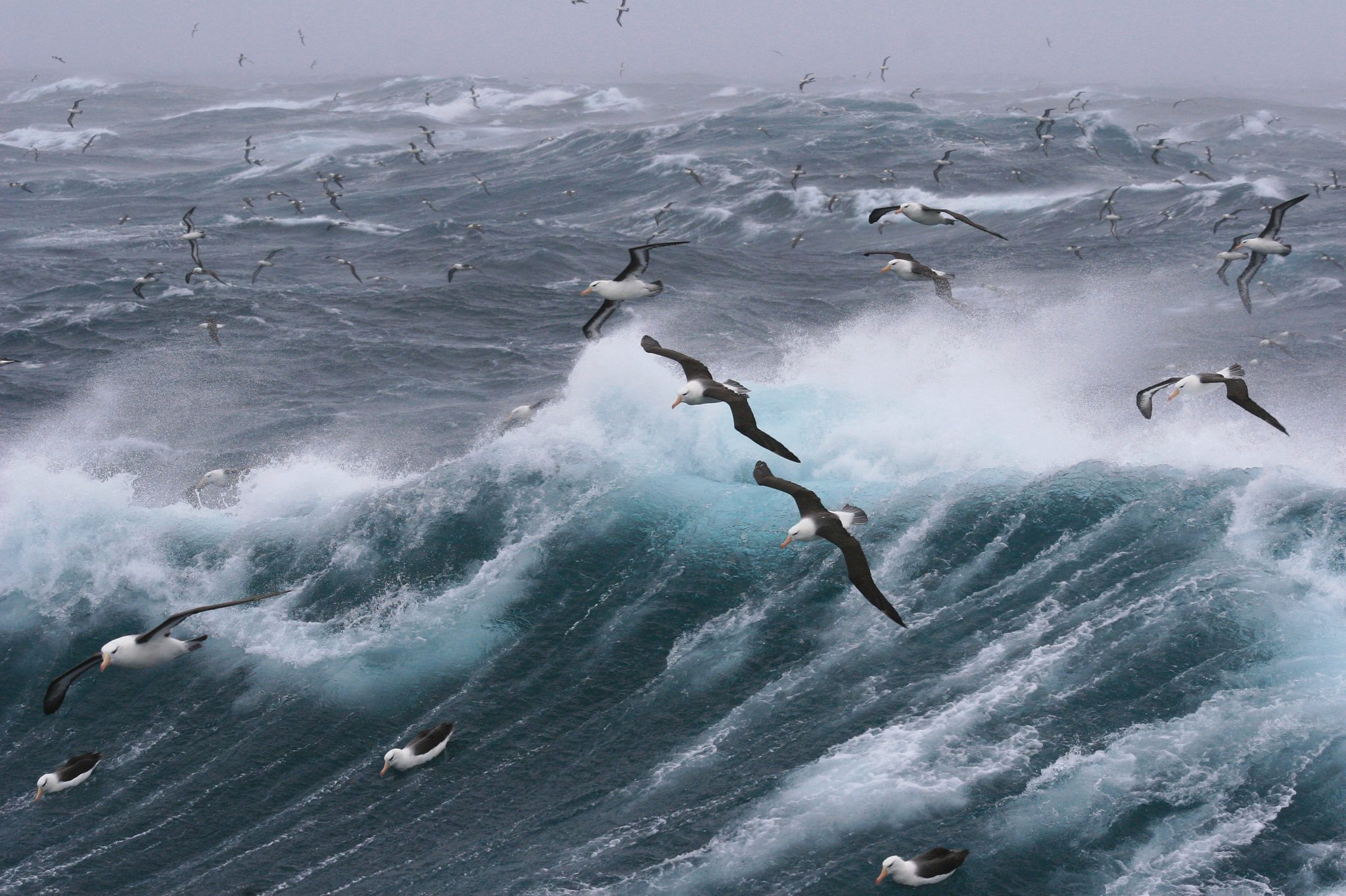 Viele Albatrosse fliegen über ein stürmisches Meer mit hohen Wellen