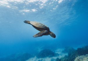 Eine Meeresschildkröte taucht von der Wasseroberfläche nach unten