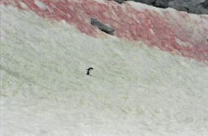 Pinguin in der Antarktis vor rot und grün eingefärbtem Schnee in der Antarktis. (Ort: Neko Harbour, Antarctica)