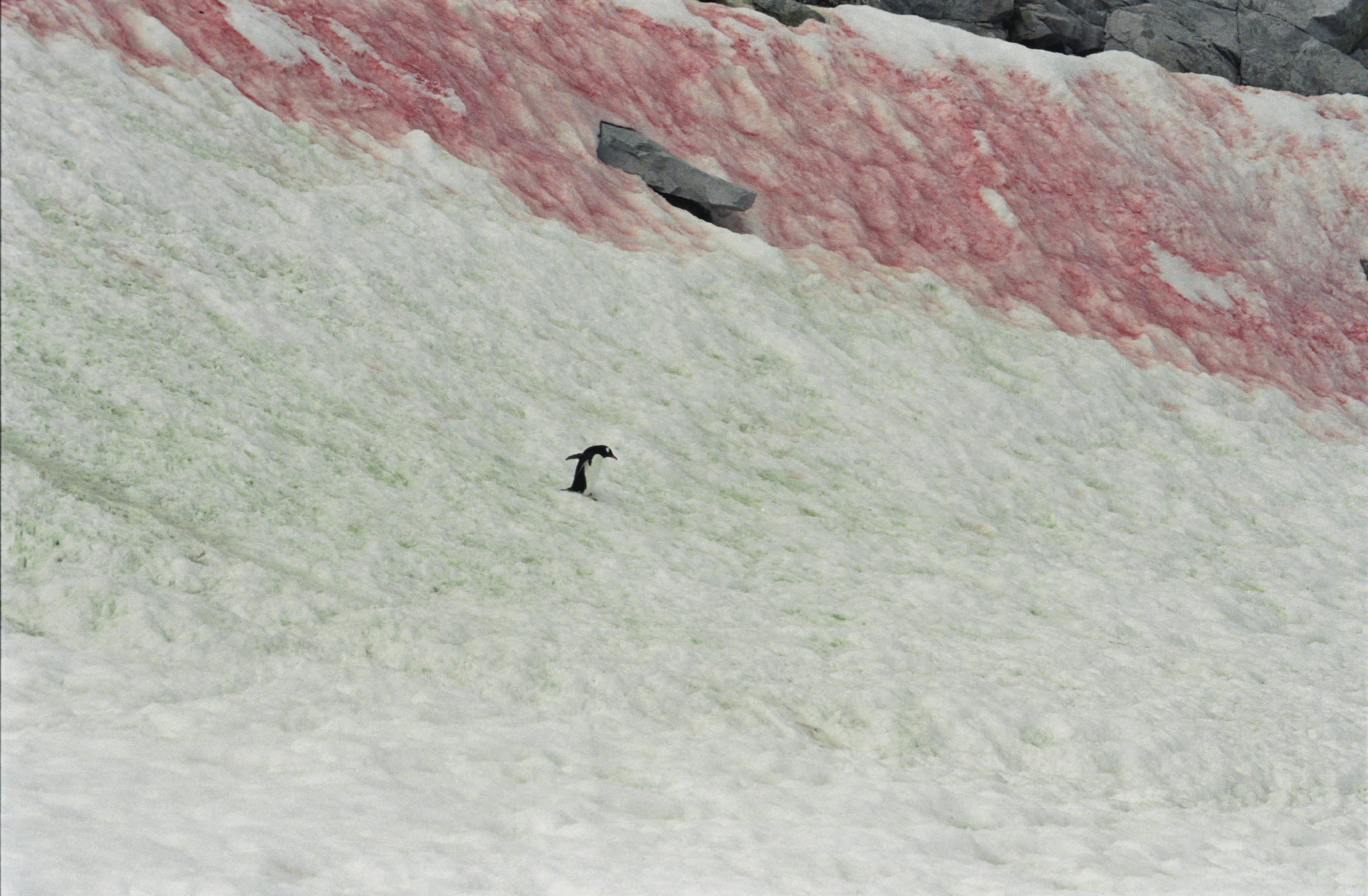 Pinguin in der Antarktis vor rot und grün eingefärbtem Schnee in der Antarktis. (Ort: Neko Harbour, Antarctica)