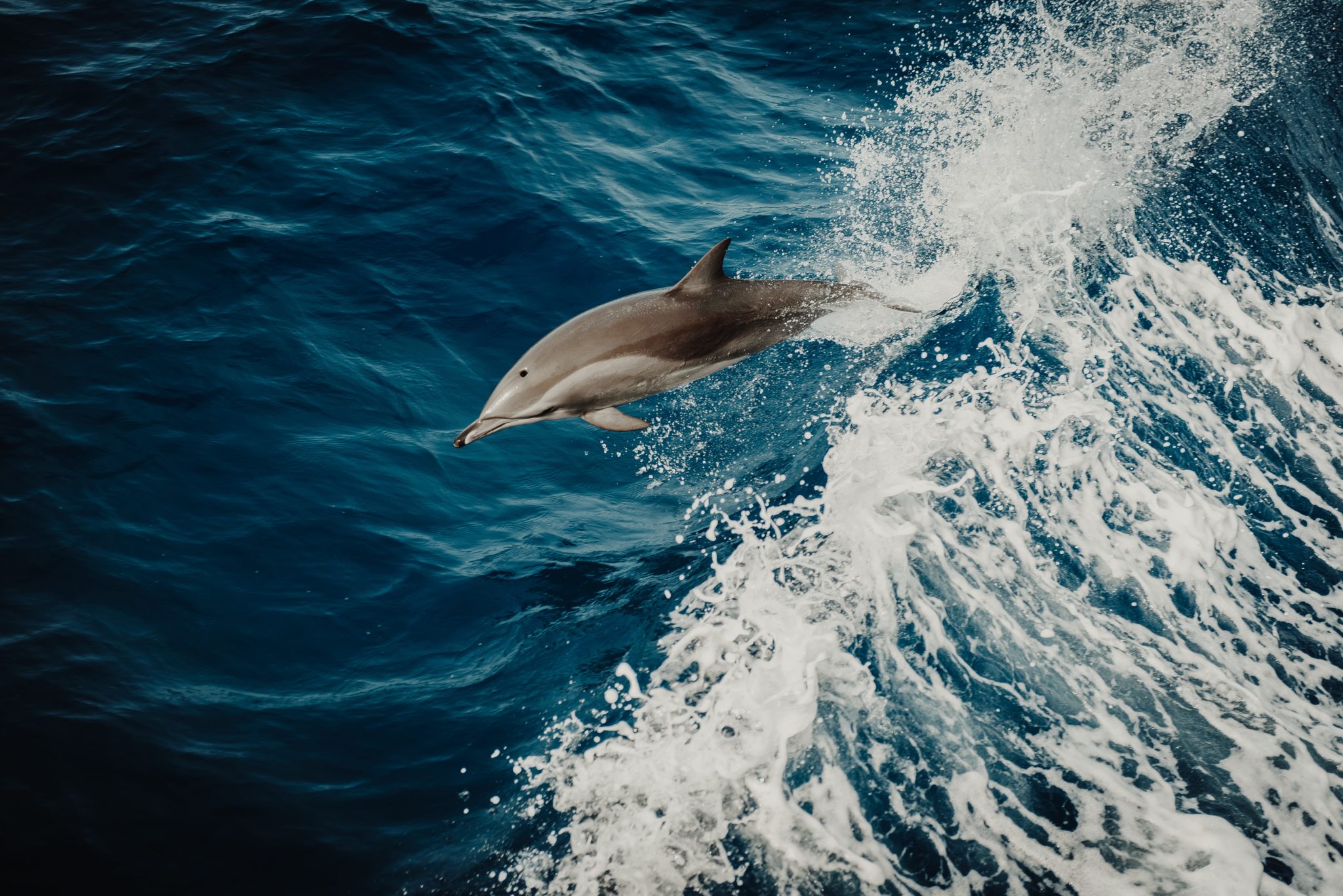 Delfin in Flugphase in aufbrechender Welle. Tiefe Dunkelblautöne und weiße, brechende Welle
