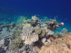 Korallen in ausgeblichenen Farben im Vordergrund, im Hintergrund das blaue Meer und Fischschwärme