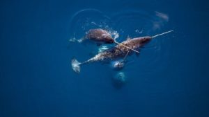 In der Nähe des kanadischen Admiralty Inlet zeigen vier Narwale ihre Stoßzähne an der Wasseroberfläche, die bis zu zweieinhalb Meter lang werden können.