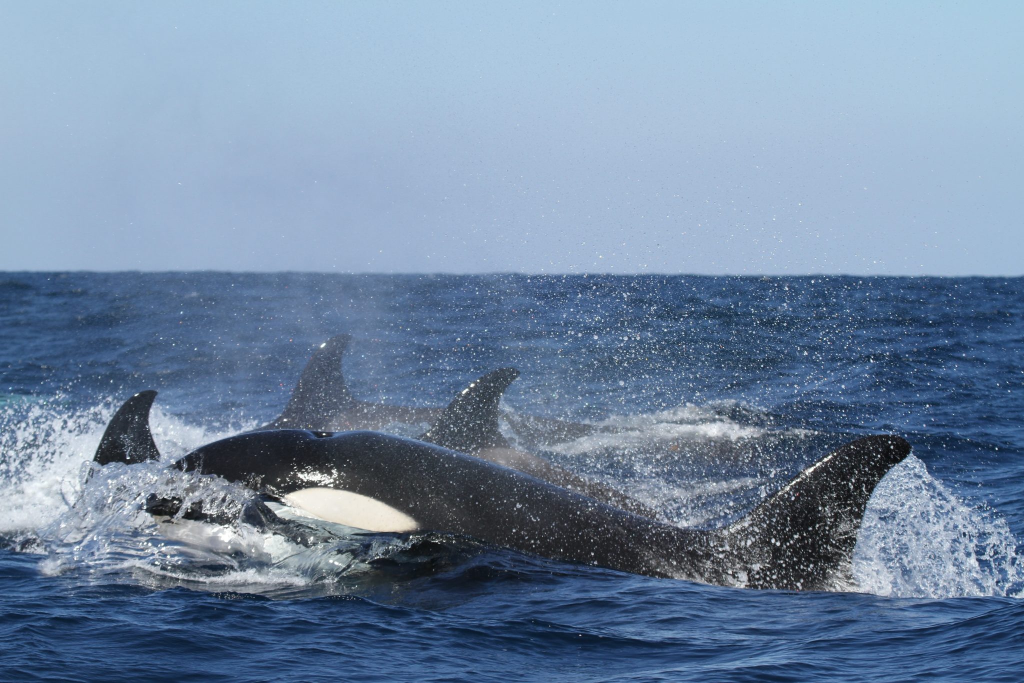 Eine Gruppe von vier Orcas mit einem Orca im Vordergrund schwimmt im blauen Meer an der Wasseroberfläche