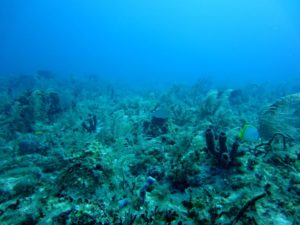 Aufnahme von Korallen, Algen, Fischen (ein Doktorfisch und ein Schmetterlingsfisch), und Schwämmen in einem Korallenriff