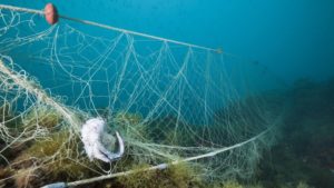 Ein altes zerstörtes Treibnetz (Geisternetz) steht auf dem Meeresgrund. Die Schnüre sind teilweise zerrissen und verknotet