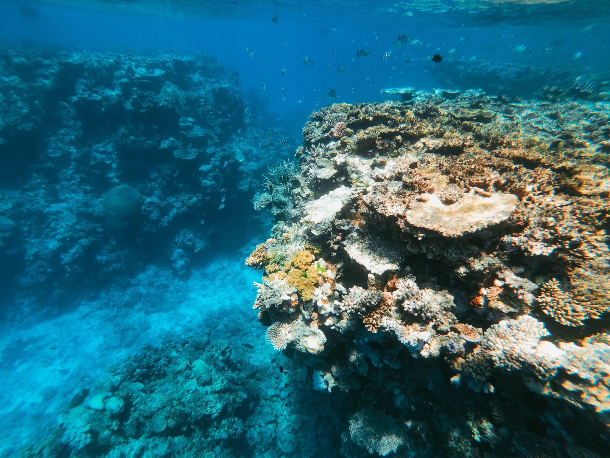 Links und rechts ragen zwei große, bunt bewachsene Steinkorallen aus dem Meeresboden, im Hintergrund tummeln sich kleine Fische