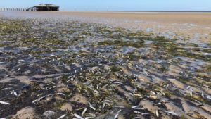 Massen an kleinen Fischen liegen tot am Strand von St. Peter Ording