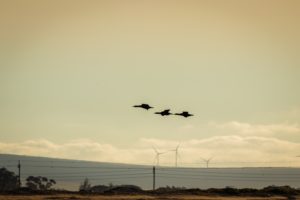 Drei Vögel fliegen in einer Reihe über eine Landschaft, im Hintergrund stehen Windräder