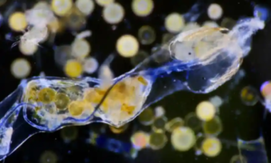 Eine Planktonprobe mit einer kleinen blauen Plastikfaser