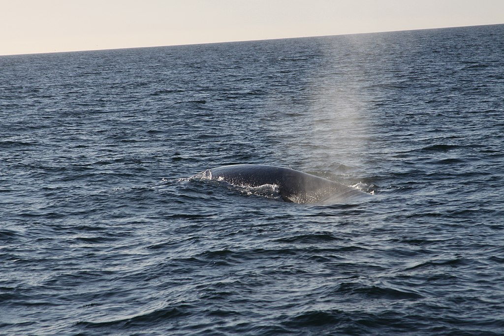 Ein Finnwal taucht an der Wasseroberfläche auf