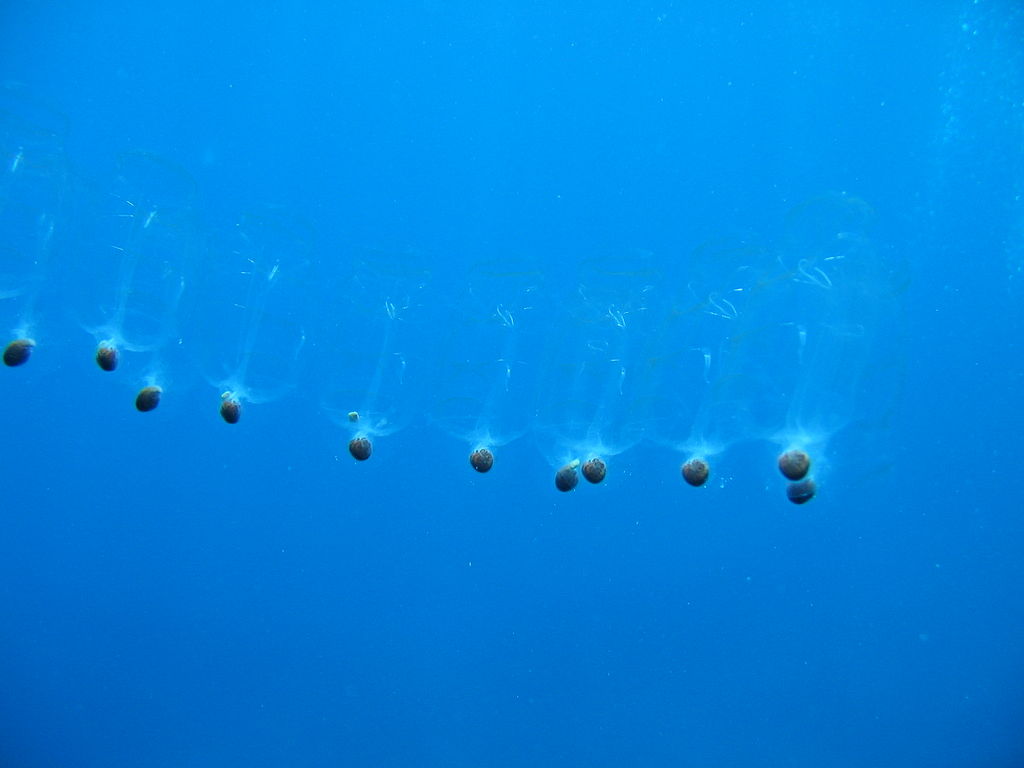 Eine Kolonie von Salpen schwebt im blauen Wasser